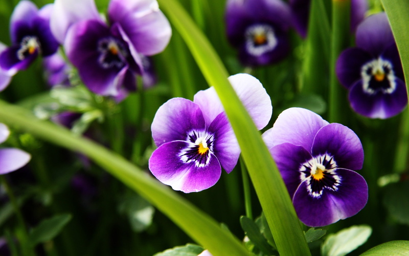 2K, nature, spring, background, plants, pansies, purple