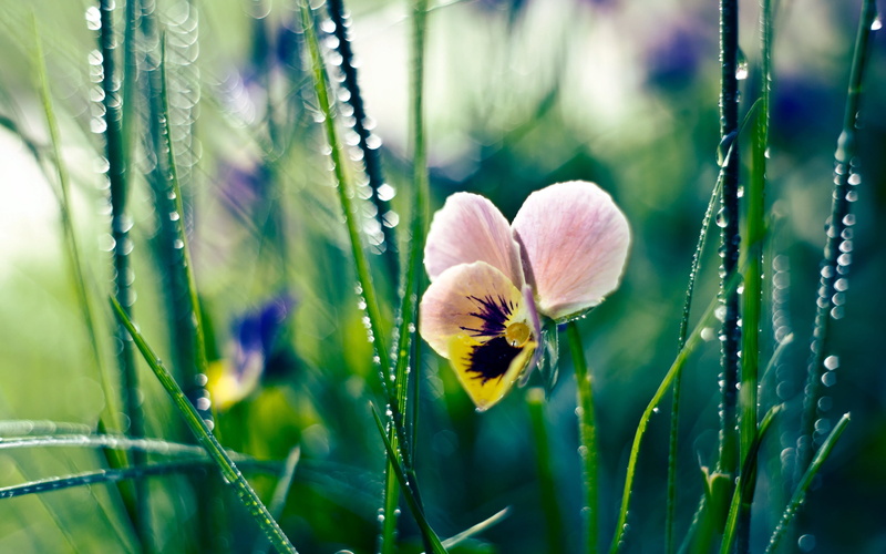 blossom, focus on foreground, formal Garden, botany, vibrant Color, outdoors, morning, flowerbed, multi Colored, purple, 2K, color Image, defocused, flowering plant