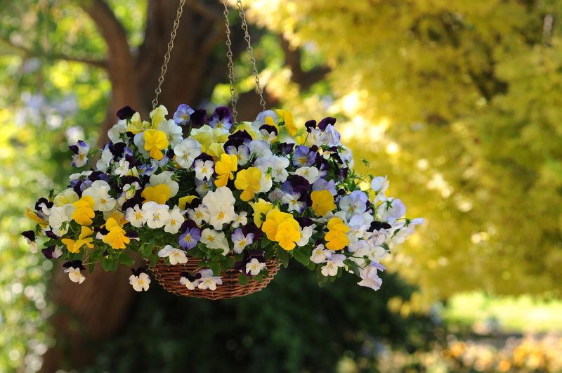basket, yellow, white, pansy, purple, 1080P, flowers, nature, hanging