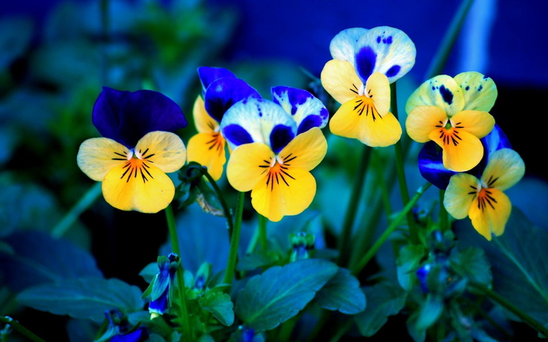 growth, backgrounds, pollen, springtime, petaled, formal Garden, nature, 1080P, yellow, no People, vibrant Color, leaf, day, purple, vulnerability, inflorescence