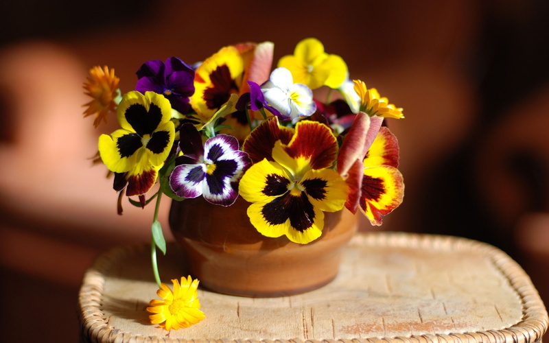 Flowers, Pansy, pansies, red, 2K, yellow, purple, Calendula