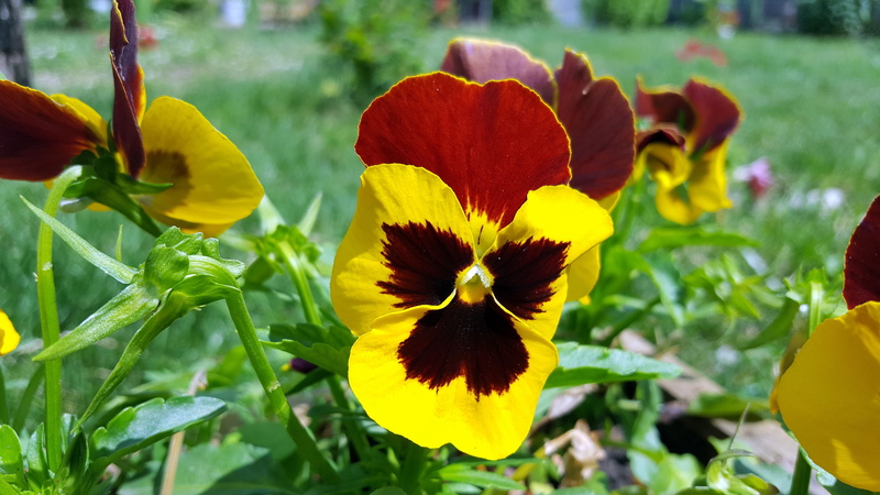 viola tricolor, flower pansy, nature, pictures of pansies, spring, yellow pansy, pansy flower, floral, viola, freshness, plant part, images of pansy flowers