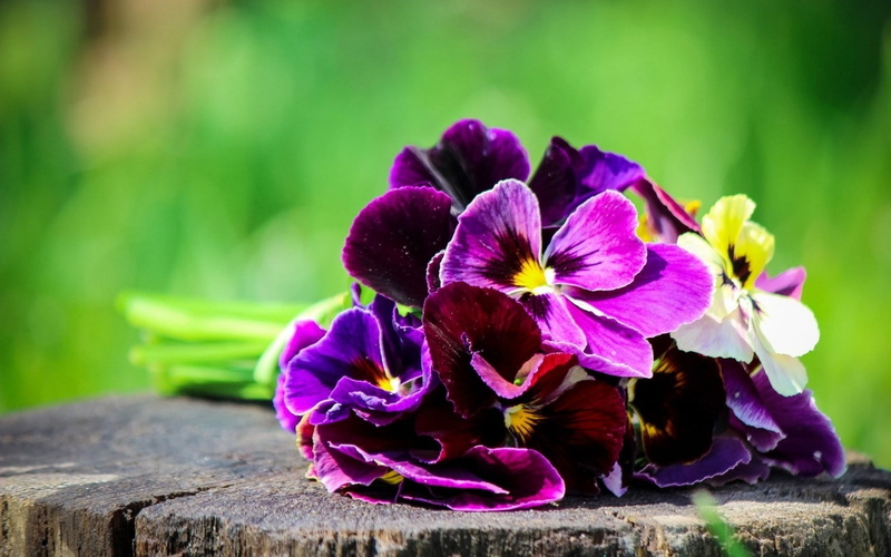 pansies, white, spring, purple, bouquet, 720P, orchid