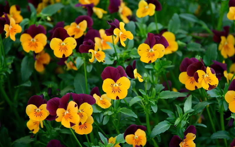 focus on foreground, freshness, growth, purple, nature, flowerbed, inflorescence, yellow, tablet, plant, pansy, leaf, flower head, flower, no people, close-up