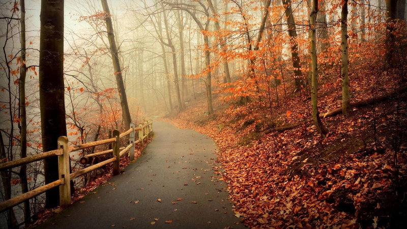 1080P, nature, path, autumn, tree, forest, grove, trees