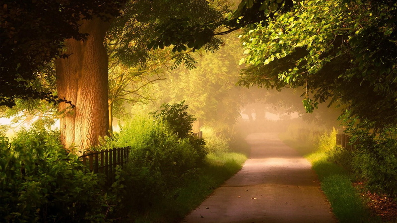 1080P, light, vegetation, morning, grove, sunlight, tree, walkway, forest path, path, park, forest