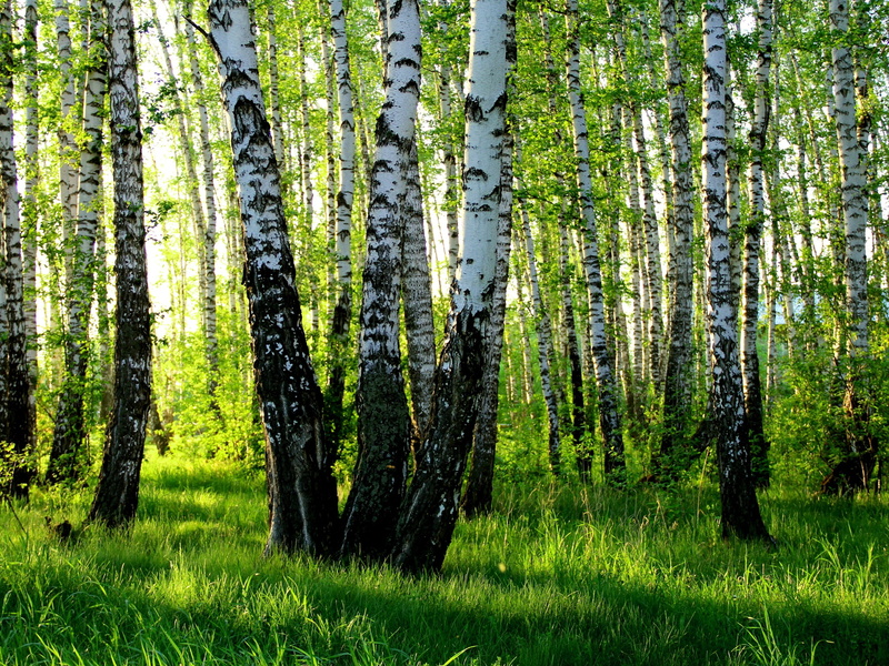 Summer, 2K, Grove, Forest, Birch