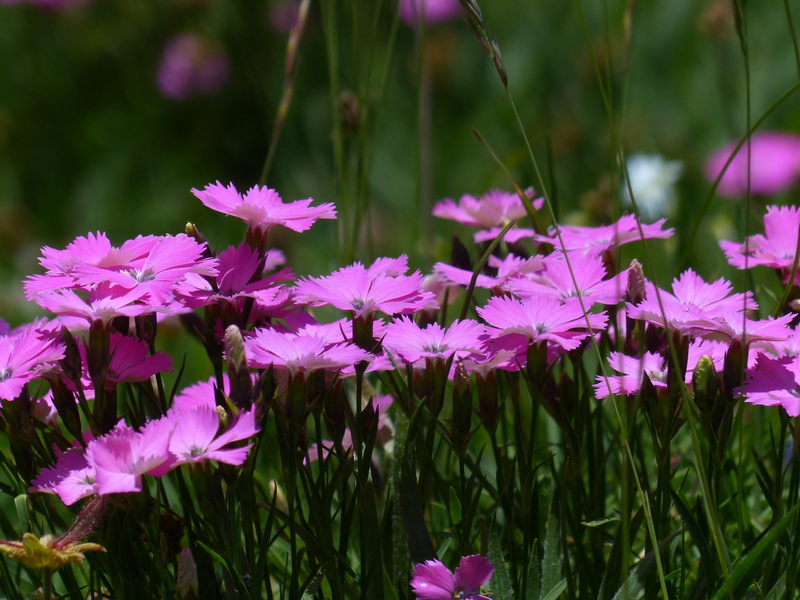 beauty in nature, plant, inflorescence, alpine plant, carnation family, dianthus, mountain meadow, dianthus pavonius, day, growth, pollen, close-up, carnation