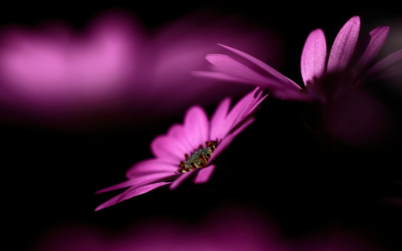 plants, purple flowers, macro, nature, 720P, pink, flowers