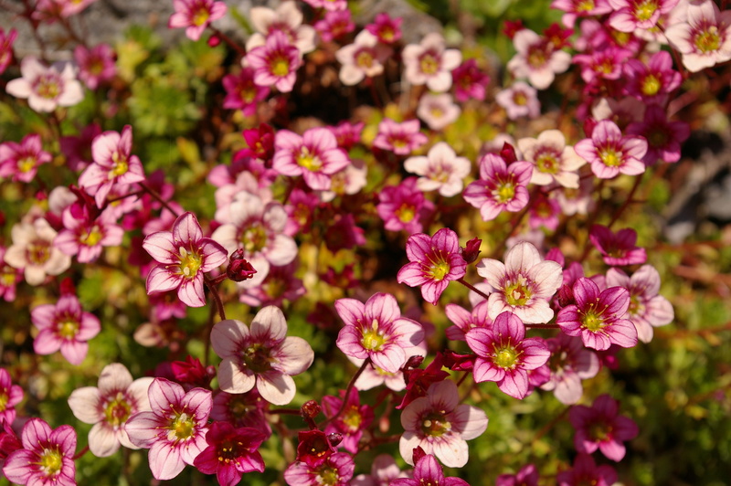 no people, flower bed, filigree, fragility, high angle view, close, flowering plant, bed, 2K, growth, pink color, background, flowerbed, close-up, carpet of flowers