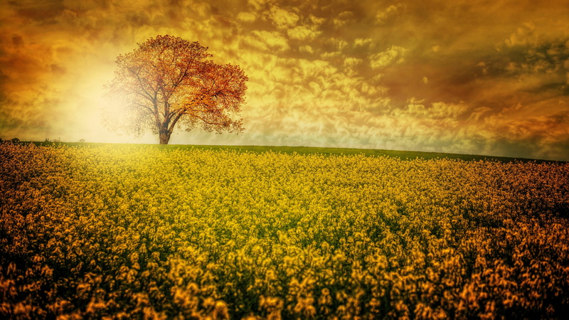 land, flowering plant, outdoors, sunlight, yellow, nature, flower carpet, flower field, beauty in nature, field, tranquility, rape, growth, no people, 4K
