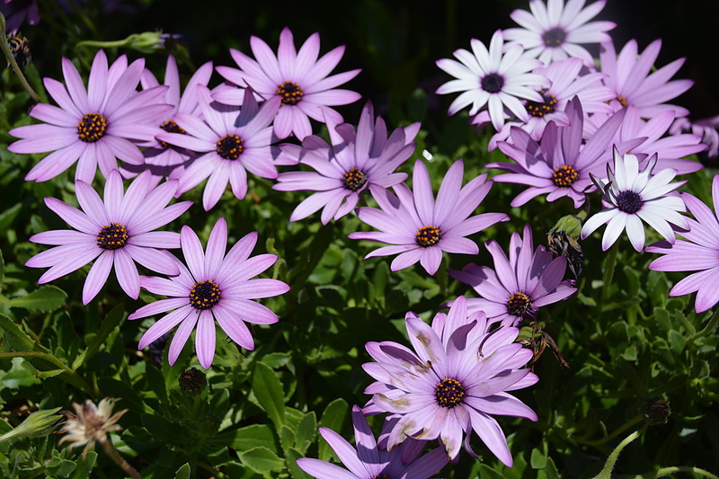 inflorescence, pollen, freshness, garden, 5K, blossomed, fragility, vulnerability, flower carpet, focus on foreground, no people, flora, osteospermum