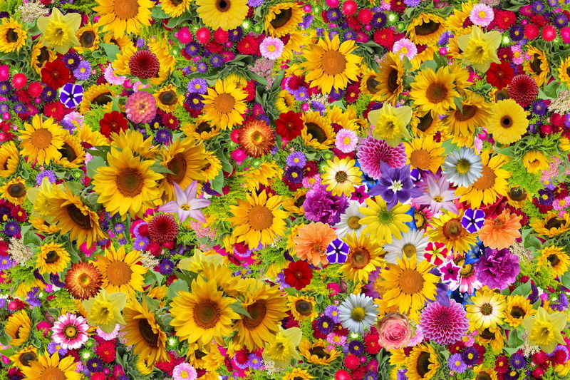 high angle view, floral pattern, inflorescence, decorative, 5K, plant, backgrounds, flowering plant, growth, romance, flowers, full frame, freshness, carpet of flowers