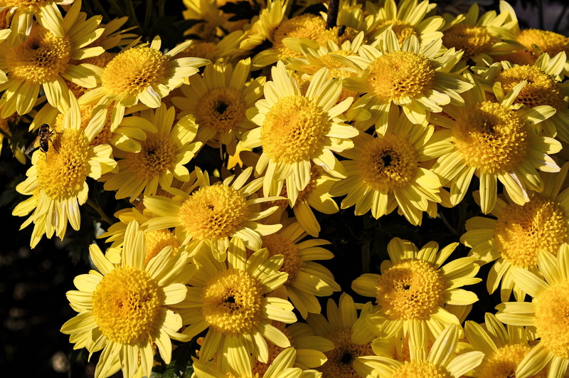 beauty in nature, close-up, high angle view, fragility, vulnerability, texture, 2K, day, flower head, pollen, autumn, chrysanthemum, carpet, bunch of flowers