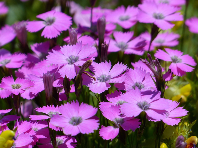 flowerbed, beauty In Nature, nature, Peacocks, plant, purple, flowering plant, pink Color, fragility, close-up, no people, carpet of flowers, bloom, dianthus negelctus