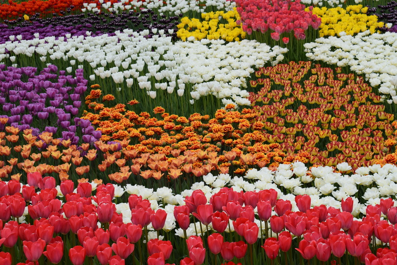 flower carpet, color, softness, flower, variation, close-up, flowering plant, tulip, flowers, nature, 5K, choice, beauty in nature, freshness, vulnerability