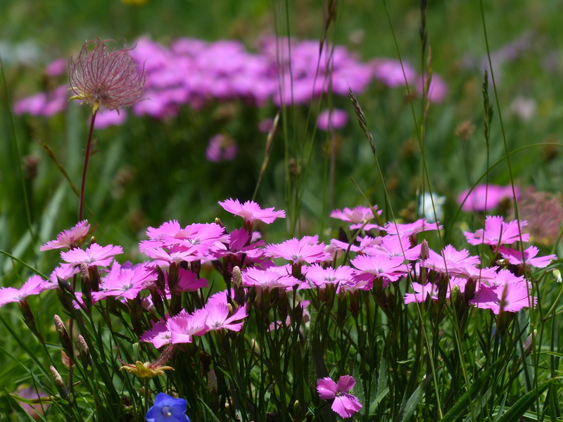 focus on foreground, maritime alps, plant, carpet of flowers, mountain meadow, Flower, peacocks carnation, nature, flowers, close-up, Carnation, fragility
