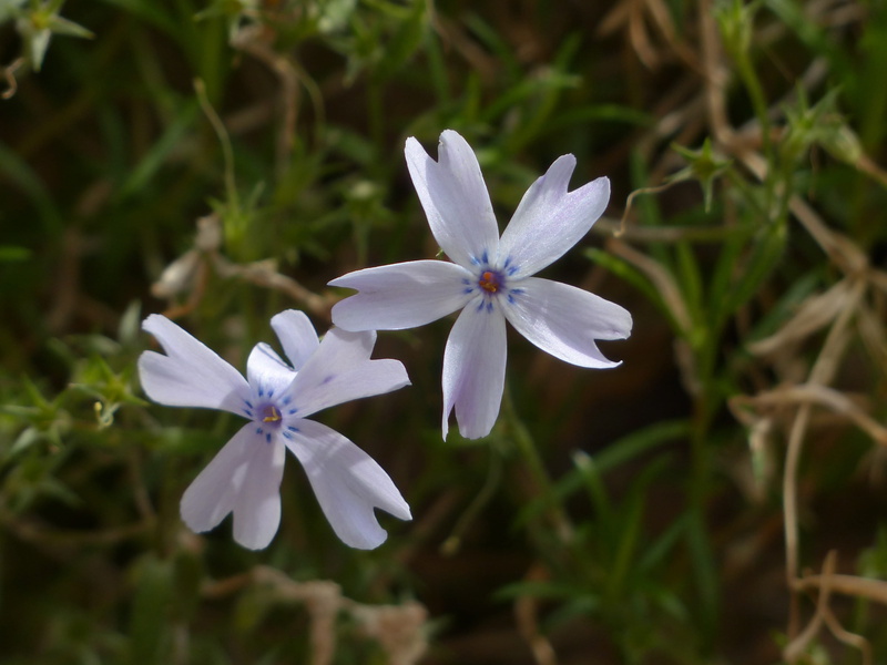 carpet phlox, day, land, light blue, ground cover, field, growth, slate blue carpet phlox, Bloom, slate blue, Blossom, beauty in nature, outdoors, 4K
