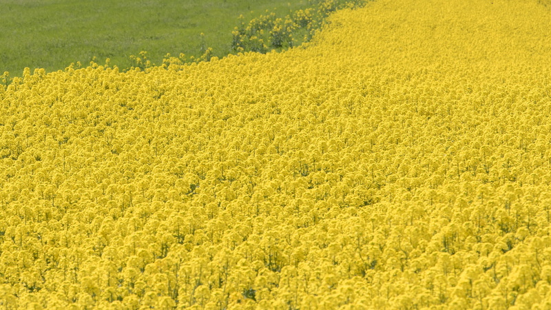land, Flowers, tourism, 4K, agriculture, tranquility, rape blossoms, koiwai, flowering plant, one side, flower, harumi, springtime, Blossoms, environment