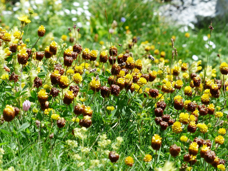 leguminosae, flowering plant, alpine plant, mountain meadow, 4K, butterfly flower, selective focus, brown dress, food, Brown, land, sunlight, alpine, abundance