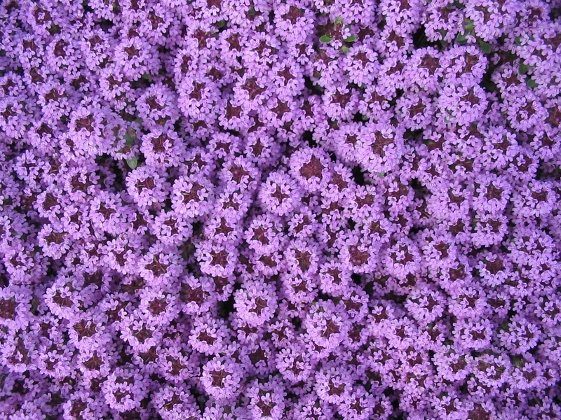 abundance, Purple, beautiful, pattern, full frame, flora, blossom, 1080P, pretty, garden design, Spring, blue, background, fragility, freshness, Carpet