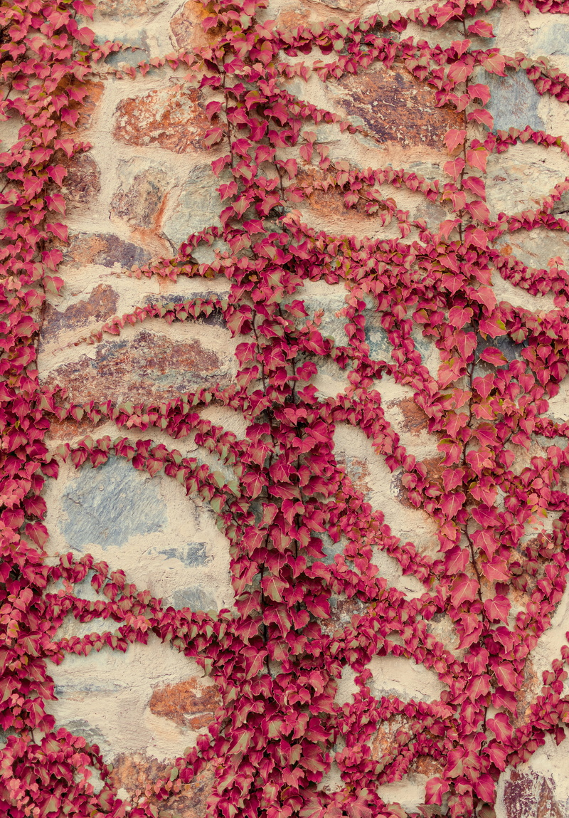 pink color, outbreak, indoors, full frame, textured, close-up, art and craft, no people, rug, Leaves, backgrounds, carpet - decor, Garden, old