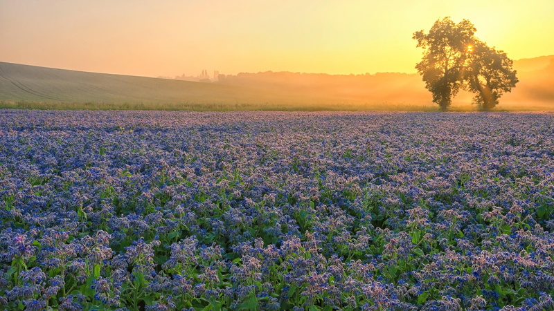 field, beauty in nature, growth, flowering plant, scenics - nature, agriculture, freshness, landscape, tranquil scene, wildflower, sunset, nature, purple