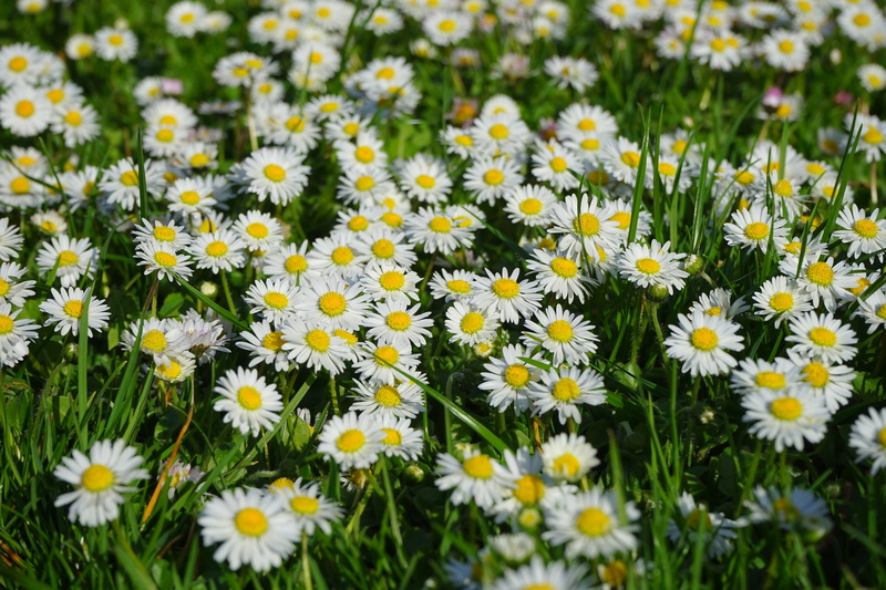 flower head, lawn flower, plant, monatsroeserl, medicinal plant, flower carpet, grass plant, blossom, flower, day, rush, m p, petal, flowerbed, 5K, fodder plant