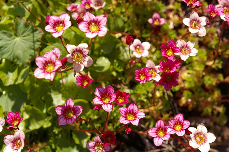 focus on foreground, no people, stone bedding plant, background, freshness, nature, flower, color, inflorescence, stone bed, pink color, filigree, beauty in nature