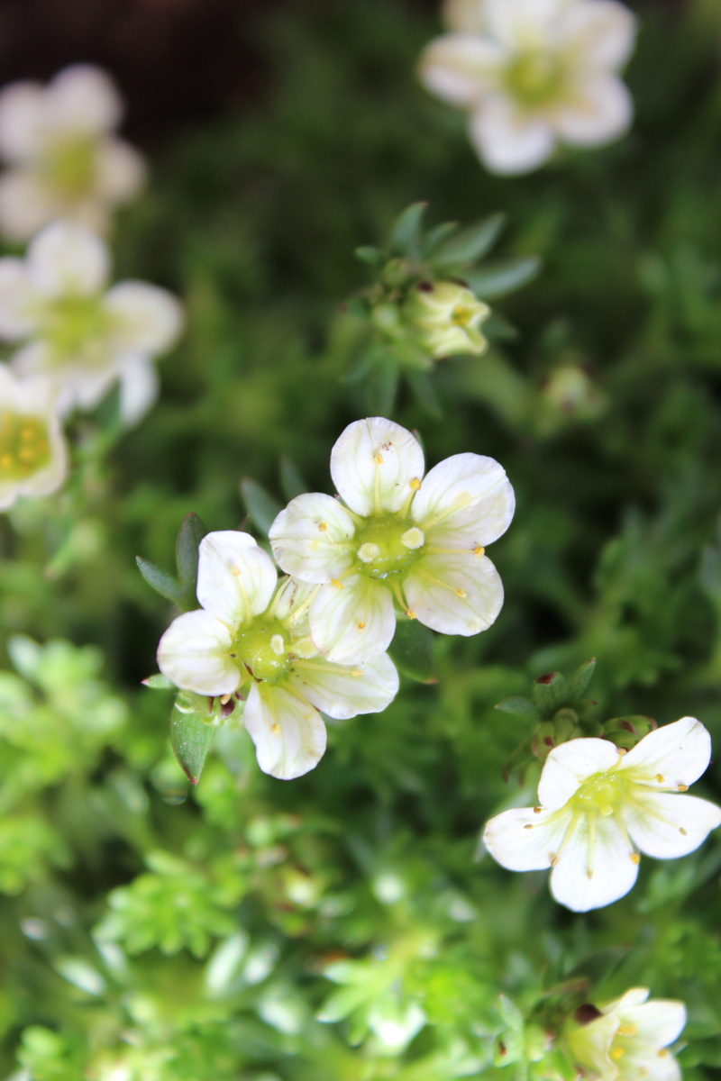 inflorescence, 5K, garden, no people, white, ground cover, springtime, beauty in nature, flowering plant, plant, white color, vulnerability, close-up