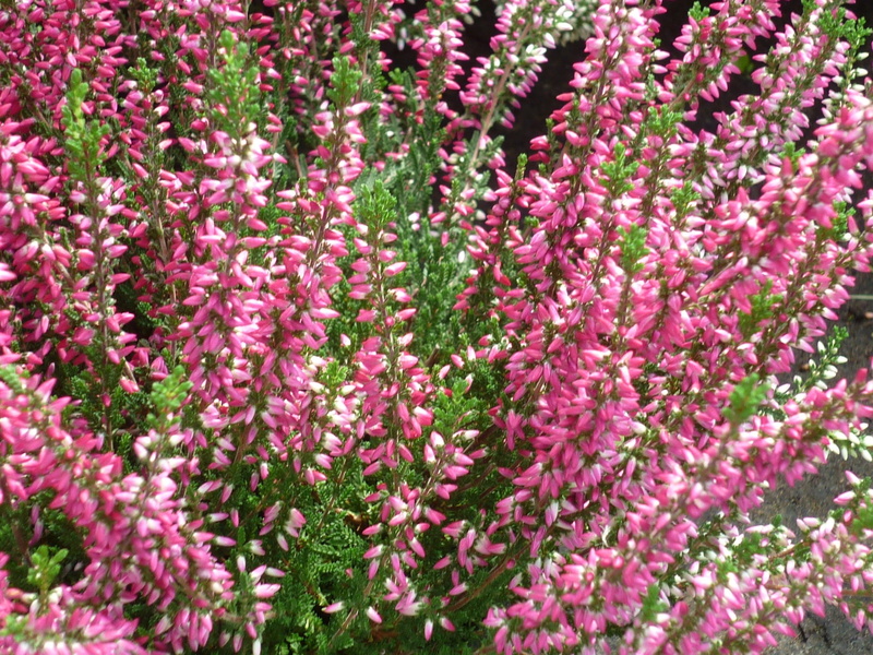 summer, purple, buds-heath, petal, outdoors, abundance, botany, carpets of blossoms, beauty in nature, pink, full frame, forms, 1080P, small, close-up