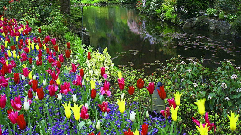 flowers, water, nice, 1080P, forest-floral-carpet, waterfall, carpet, lake, beautiful, tulips, sunny, calm