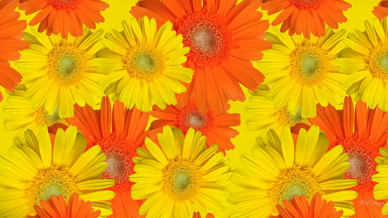 1080P, flowers, paint, gerbera, petals, carpet