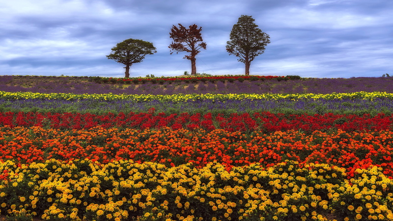 land, freshness, outdoors, cloud - sky, flower, 4K, nature, environment, flowerbed, summer, beauty in nature, flowering plant, tranquility, flower carpet