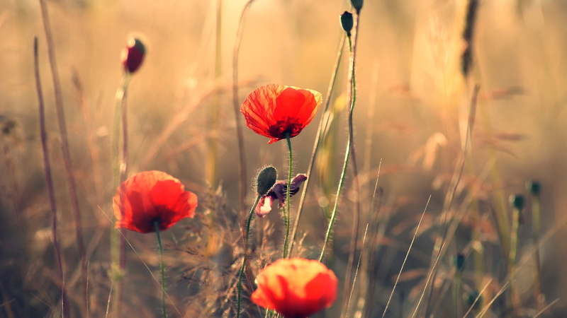 flowers, poppies, red flowers, 1080P