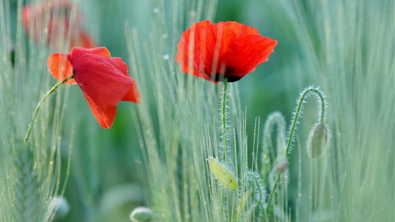 flowers, inflorescence, flower, growth, green color, outdoors, close-up, poppies, nature, freshness, dew, drop, petal, 1080P, flowering plant, beauty in nature