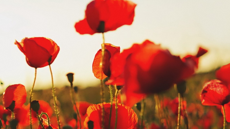 flowers, red flowers, poppies, 1080P