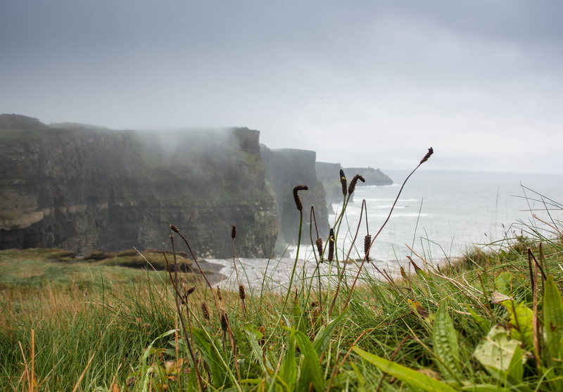 fog, cliffs, environment, growth, mist, ireland, outdoors, land, scenics - nature, cliffs of moher, no people, non-urban scene, plant, tranquil scene, sea