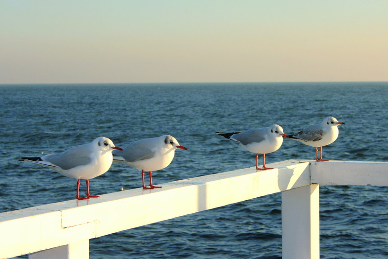 birds, animals And Pets, four, nature, wooden post, the seagulls, vertebrate, animal wildlife, water, landscapes, animals in the wild, group of animals