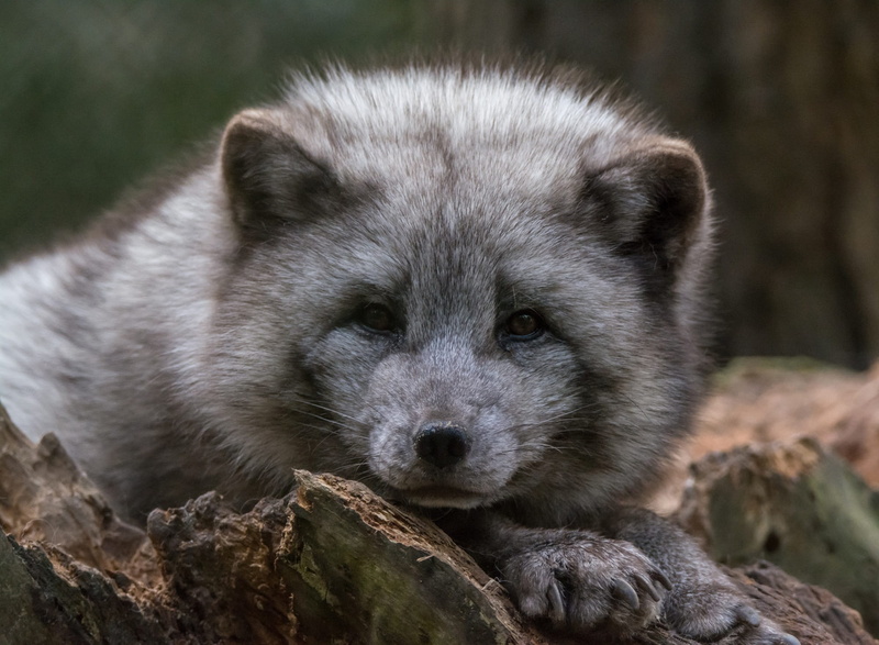 1080P, nature, rock, vertebrate, portrait, fur, close-up, day, mammal, animal themes, wood - material, brown, arctic fox, watch, animal, chill out, cub