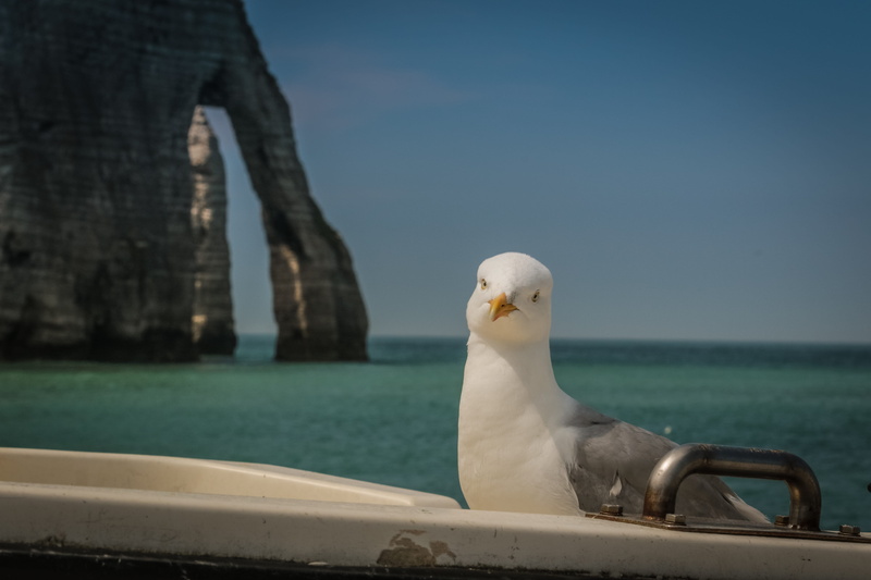 animal wildlife, day, clear sky, focus on foreground, vertebrate, rock, perching, nature, sea bird, bird, no people, gull, animal, animal themes, outdoors