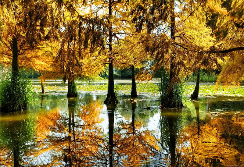 beautiful, reflection, falling, autumn, trees, leaves, 1080P, lake, fall, lakeshore, pretty, pond, grass, river, nice, calm