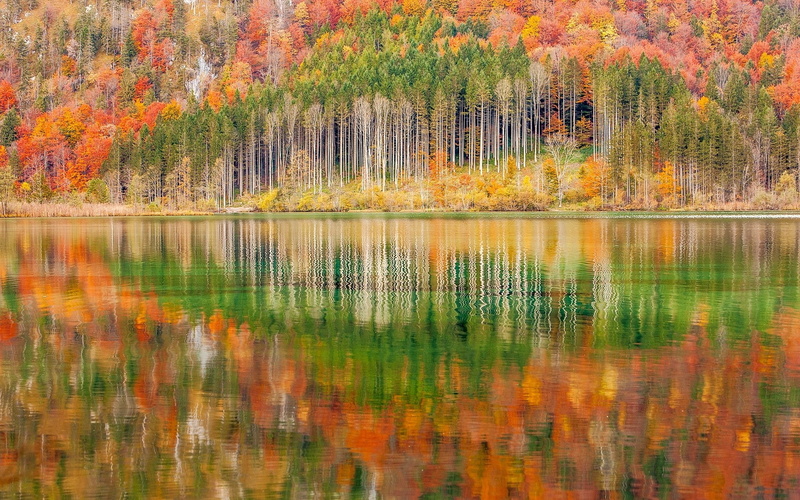no people, idyllic, tree, nature, change, tranquil scene, trees, forest, lake, plant, water, fall, landscape, pine woodland, growth, 1080P, reflection
