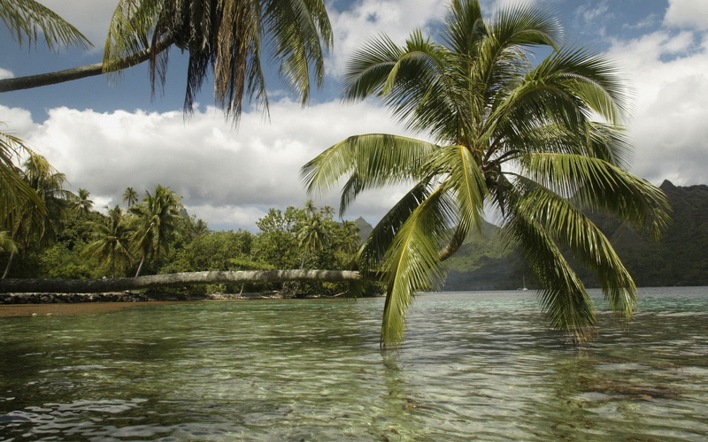 nature, landscape, tropical, day, no people, tranquil scene, plant, palm tree, tranquility, palm trees, sea, beauty in nature, sky, land, coconut palm tree