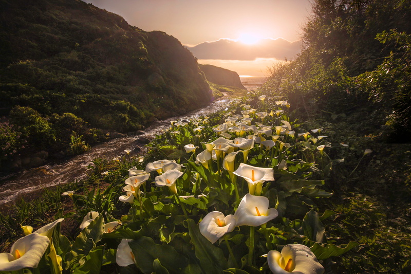 Garrapata State Park, CA, flowers, sunset, Calla lilies, Big Sur, California, 5K