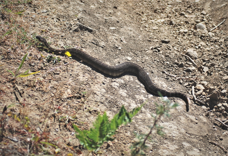 hiking, animal, viper, lizard, big sur, animal themes, close-up, land, no people, high angle view, vertebrate, andrew molera state park, animal wildlife