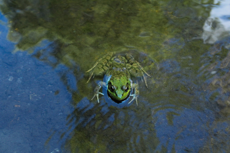 warning sign, texture, animal body part, animal themes, frogs, riverbed, green, sign, no people, swamp, animal head, 5K, vertebrate, eyes, reptile, nature