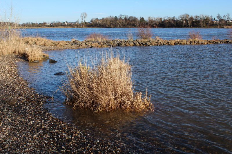 sky, tranquil scene, groyne, waters, landscape, riverbed, bank, day, non-urban scene, tree, environment, tranquility, grass, river, shore greenhouse, outdoors