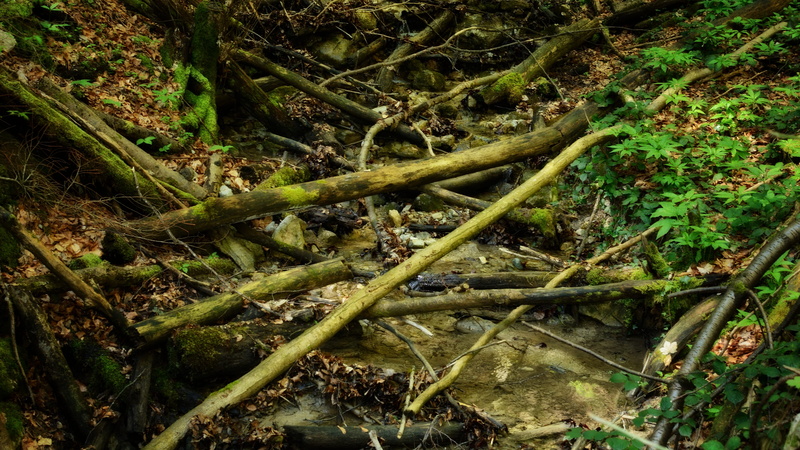 day, nature, 5K, creek, plant part, storm, water, falling, beauty in nature, moss, forest, tree, leaves, of course, autumn, green color, growth, Bach