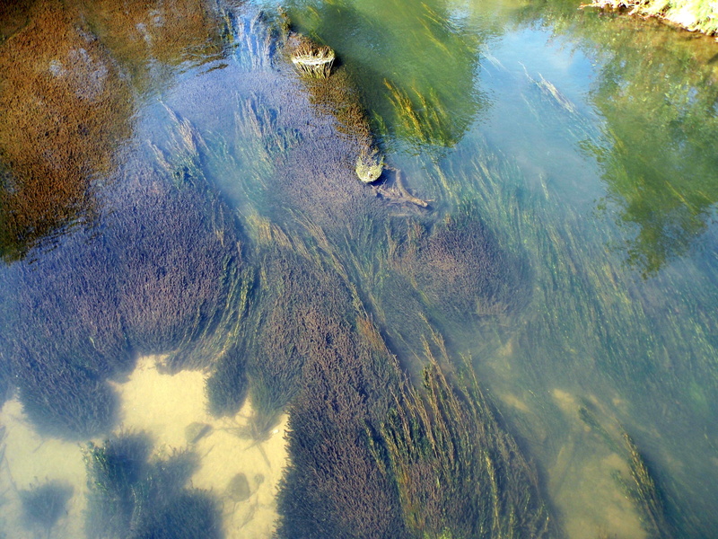 animal themes, high angle view, day, clear, River, green color, reflection, floating on water, river algae, environment, outdoors, close-up, animals in the wild
